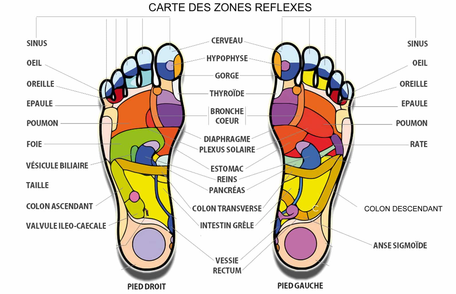 zones reflexologie plantaire zones reflexologie plantaire